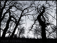 1 položka z fotogalerie, malé (thumbnail) ukázkové foto. Stromy - Hostouň u Prahy